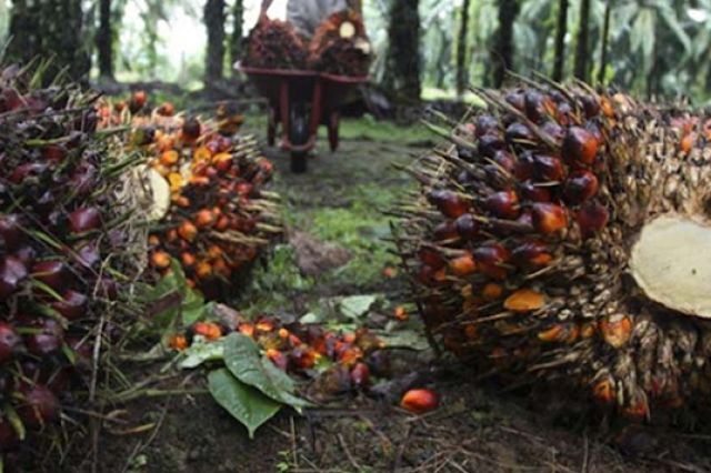 Ini Update Harga Sawit di Jambi Periode 18-24 Februari 2022