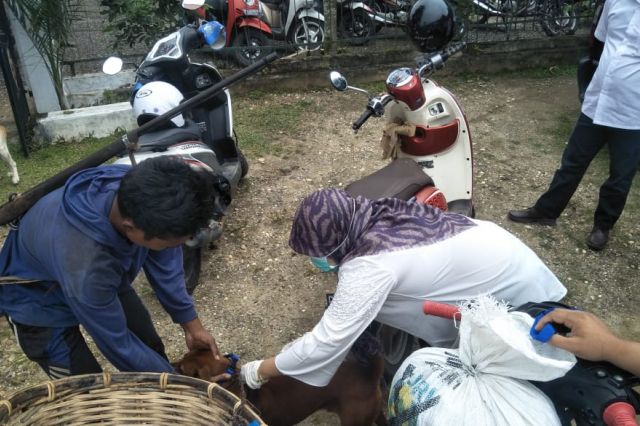Ada yang Mati, Disnakbun Merangin Suntik Vaksin Anjing Milik Warga SAD