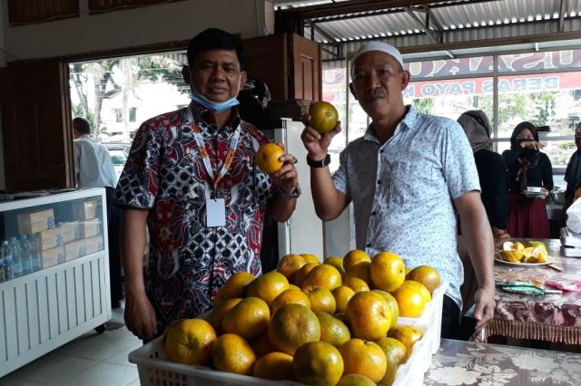 Ingin Ciptakan Komoditas Unggulan Pertanian Di Jambi, Cawagub Syafril Promosikan Jeruk Gerga
