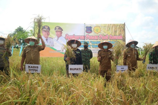 Bupati Anwar Syukuran Panen Padi di Desa Pembengis