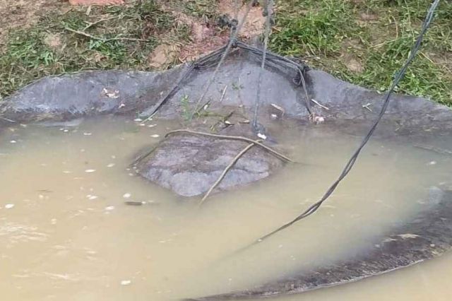 Warga Dusun Tuo Muaro Jambi Temukan Ikan Pari Ukuran Ratusan Kilogram