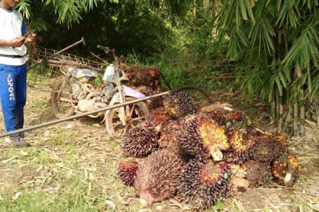 Kabar Gembira, Harga Sawit di Jambi Periode 25 Februari-3 Maret 2022 Alami Kenaikan