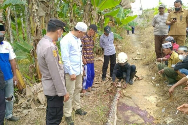 Tragis, Warga di Tanjab Timur Tewas Dililit Ular Piton