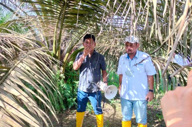 Resmi Marger ke PTPN VI, PT Bukit Kausar Tingkatkan Produktivitas 25 Ton Per Hektare