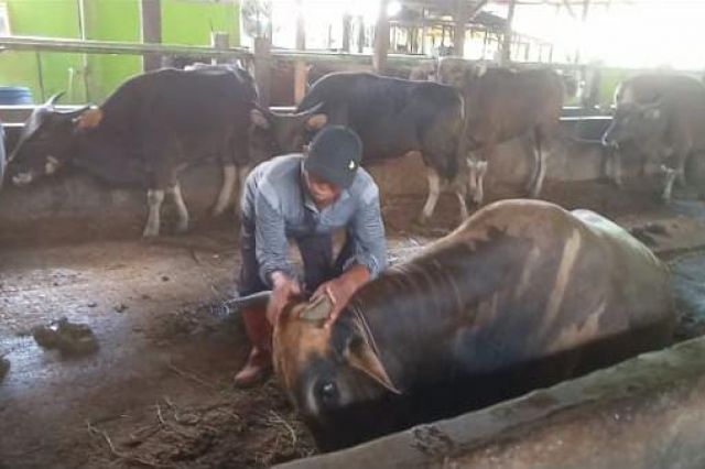 Sapi Milik Presiden Jokowi Akan Disembelih di Masjid Al Ihsan Kumpeh Ulu