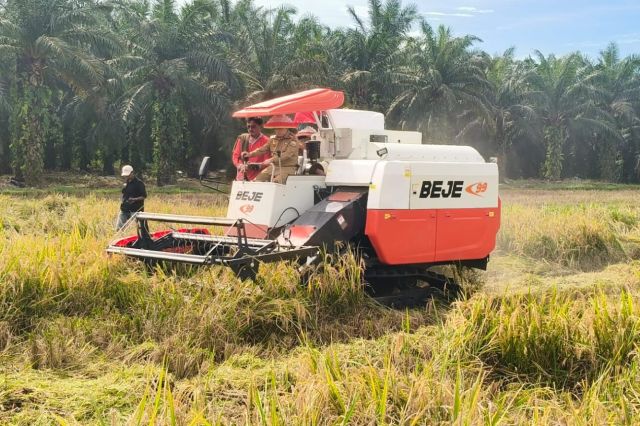 Panen Raya dan Tanam Padi di Jujuhan Ilir: Gubernur Al Haris Serahkan Bantuan Belasan Miliar untuk Petani