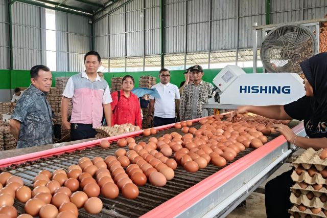 Gubernur Al Haris Tinjau Produksi Telur di Ibru Mestong: Dorong Pemanfaatan Produk Lokal untuk Tekan Inflasi dan MBG
