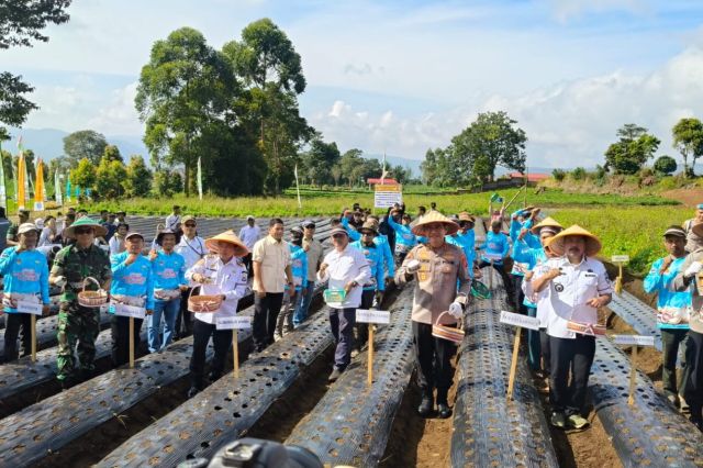 Lepas Bayang Impor: Pemprov Jambi Gaspol Target 110 Hektare Lahan Bawang Putih Nasional