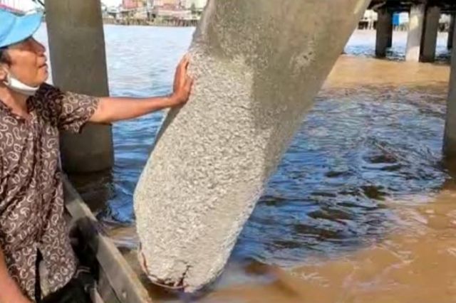 Tiang WFC Patah Tak Kunjung Diperbaiki, Pihak Kapal Mangkir Rapat dengan Pemkab Tanjab Barat