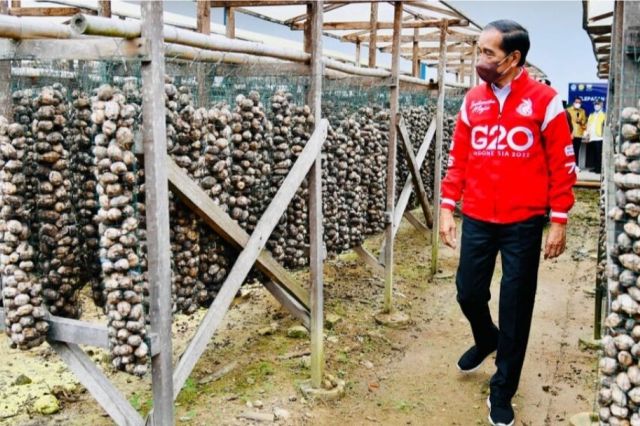 Opini Musri Nauli: Jambi dan Pinang