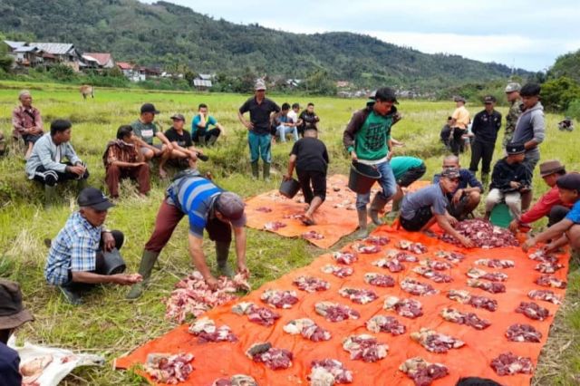Melihat Tradisi 'Bantai Kerbau Putih' Jelang Lebaran di Muara Madras
