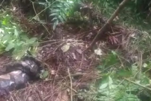 Seorang Perempuan di Tanjab Barat Tewas Ditelan Ular Piton