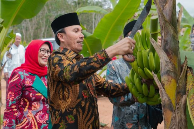 Edi Purwanto Panen Pisang Canvendish Bersama Anggota Komisi V DPR RI di Ponpes Irsyadul 'Ibad