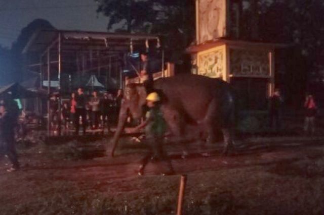 Kebun Binatang Jambi Kedatangan Gajah Betina: Alfa Mendapatkan Jodoh