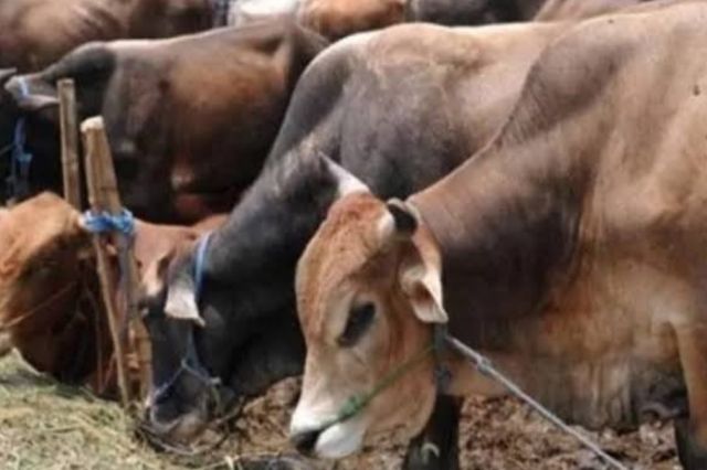 Kurban di Tanjab Timur Capai 932 Ekor