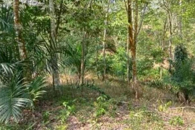 Genting!!! Selamatkan Karet Provinsi Jambi Sekarang Juga