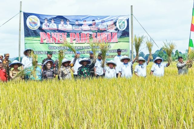 Gubernur Al Haris dan Mashuri Tanam dan Panen Padi Sawah Bersama di Empelu Bungo