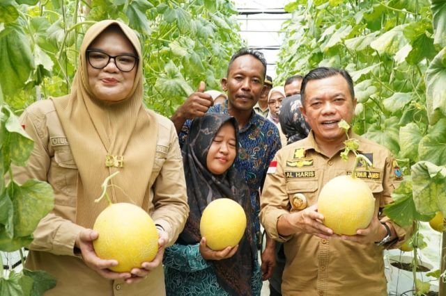 Gubernur Al Haris Penen Perdana Melon Premium di Screen House Modern Holtikuktura