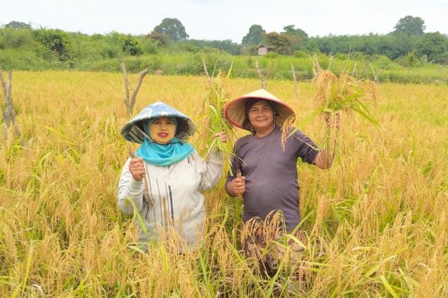 Panen Padi 'Korea' di Desa Terusan Jambi: Kisah Ketahanan Pangan dan Gotong Royong