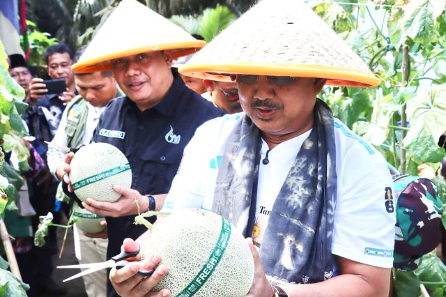 Panen Raya Melon di Kuala Dasal: Bupati Anwar Sadat Ingin Petani Berinovasi ke Pemasaran Digital