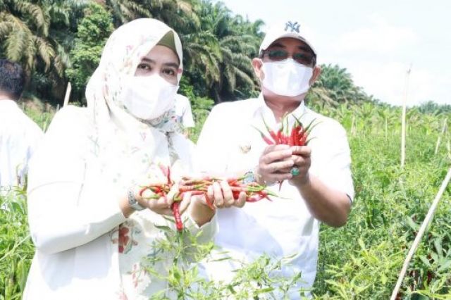 Bupati Anwar Sadat Hadiri Panen Perdana Cabai Demplot di Desa Purwodadi