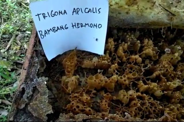 Manisnya Budidaya Madu Lebah Kelulut di Kuala Tungkal