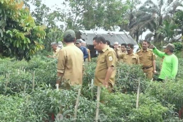 Pemkab Tanjab Timur Panen Cabai di Desa Kota Baru