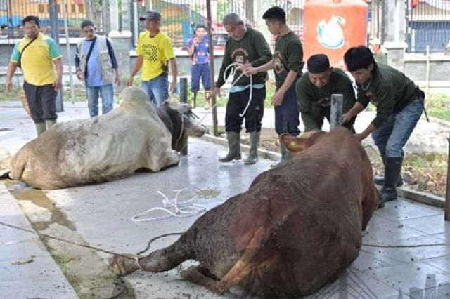 Pemkot Jambi Sembelih 187 Hewan Kurban: Wali Kota Maulana Serahkan Sapi Kurban Presiden Prabowo