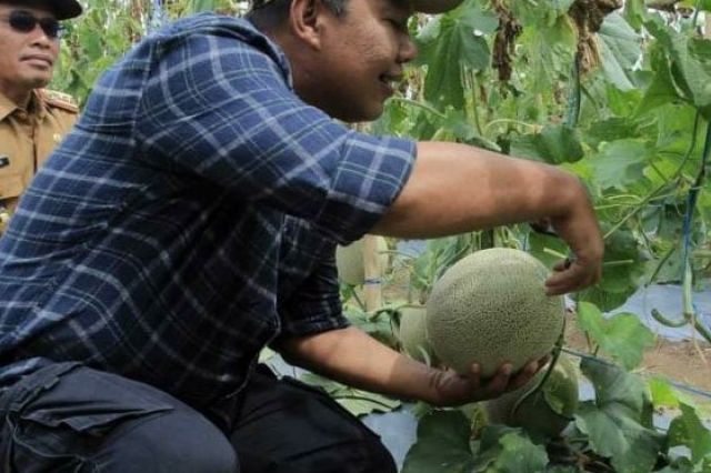 Bupati Romi Panen Melon dan Semangka