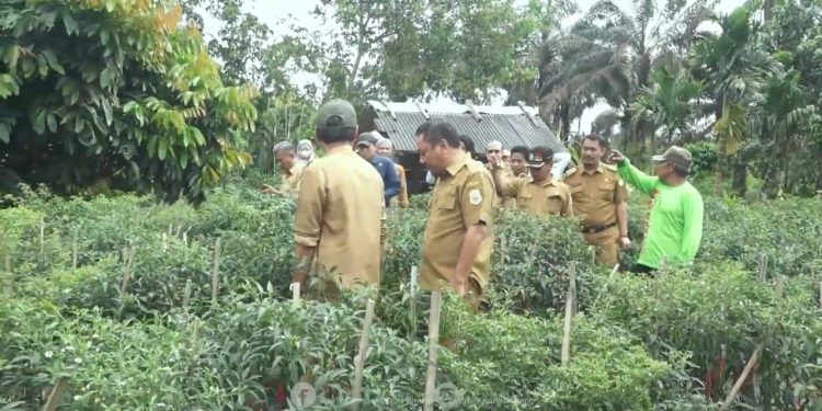 Pemkab Tanjab Timur panen cabai di Desa Kota Baru, Senin (12/2)