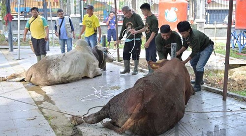 Wali Kota Maulana Serahkan Sapi Kurban Presiden Prabowo