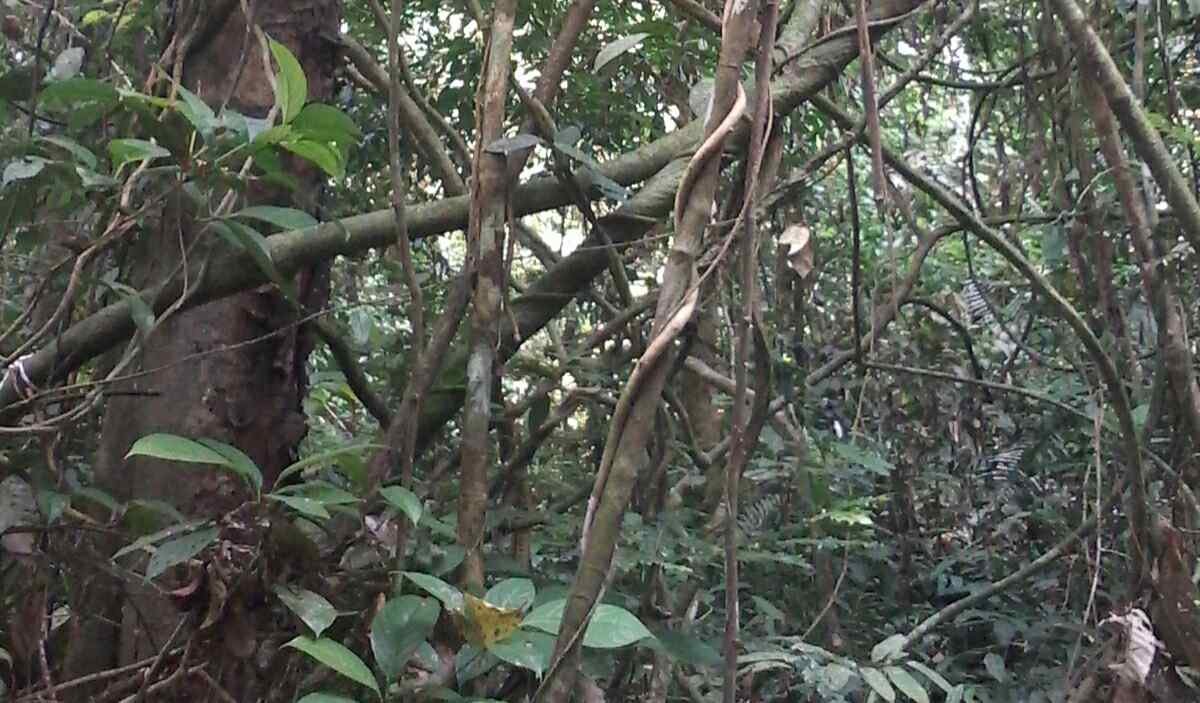 Batang buah hutan